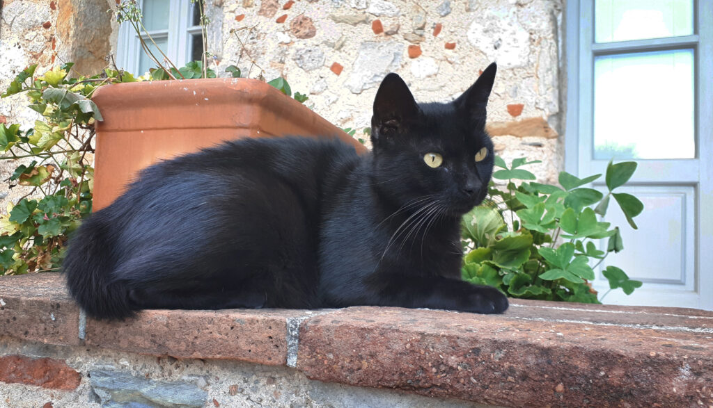 Black cat sitting on steps. 