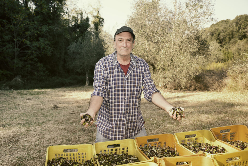 man holding olives for the production of oil 