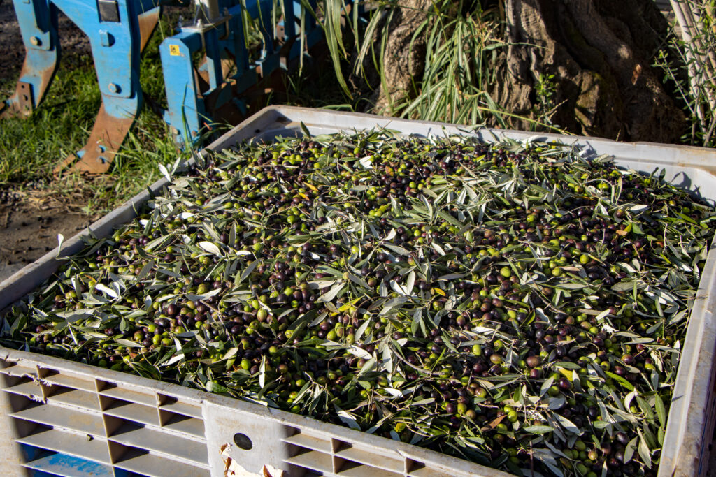 olives for olive oil production 