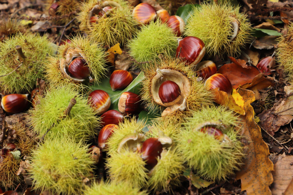 Chestnuts in the outer shell. 